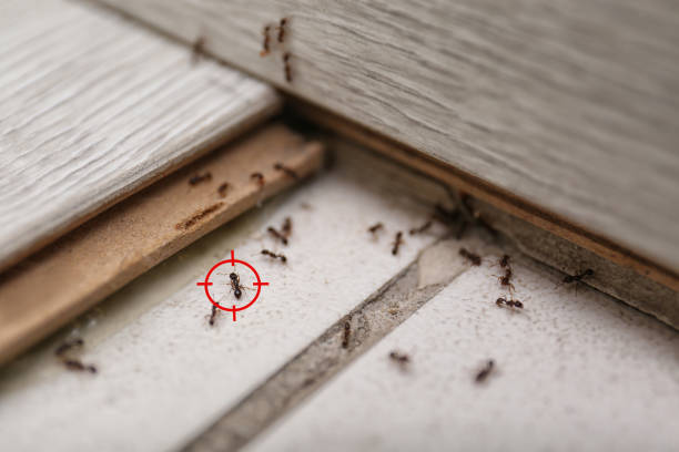 Best Spider Control Near Me  in Bluffton, SC