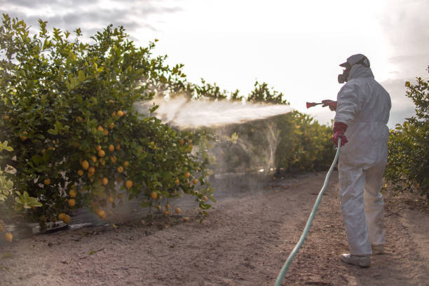 Best Bed Bug Extermination  in Bluffton, SC