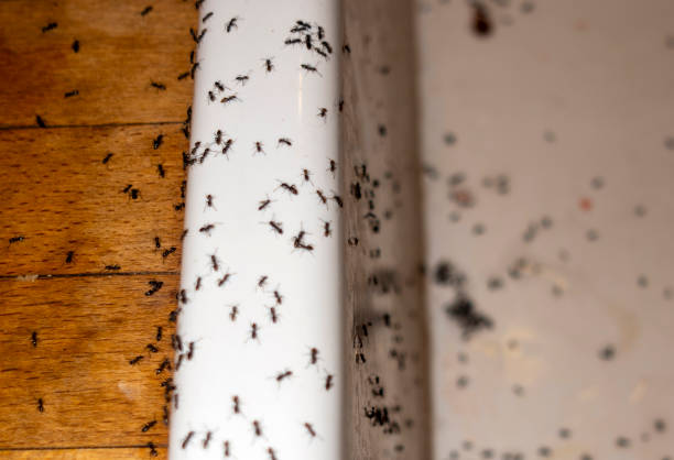 Reliable Bluffton, SC Pest Control Solutions