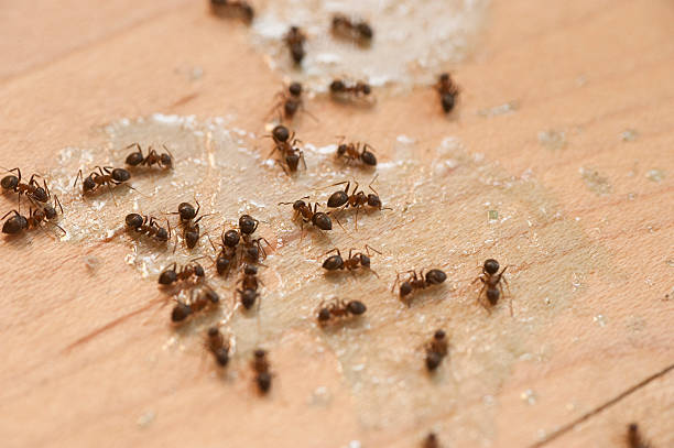 Pest Control Cost in Bluffton, SC