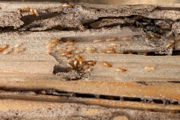Flea Control Services in Bluffton, SC