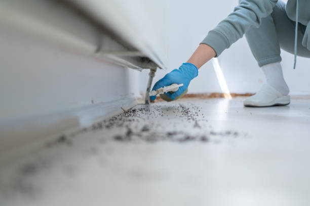 Best Local Pest Control Services  in Bluffton, SC