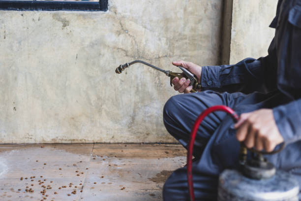 Best Best Pest Control Companies  in Bluffton, SC